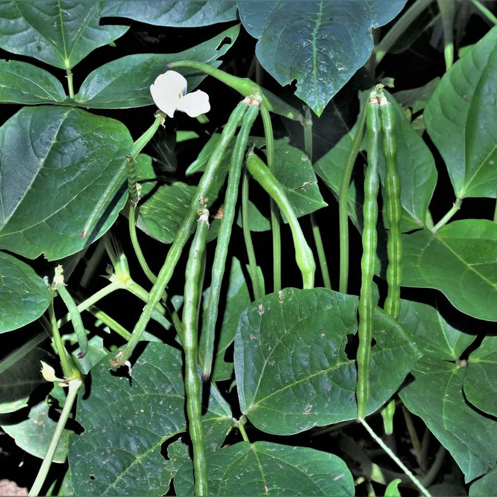 Black Eye Beans